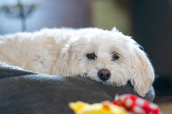 動物急症:緊急處理與預防報告